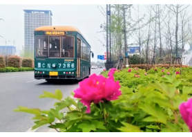 牡丹开出文旅新意 3377官网助洛阳迎盛会